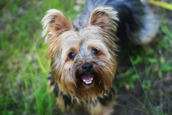 Pies do adopcji, Milanówek, 27 czerwca 2025 (1/5)