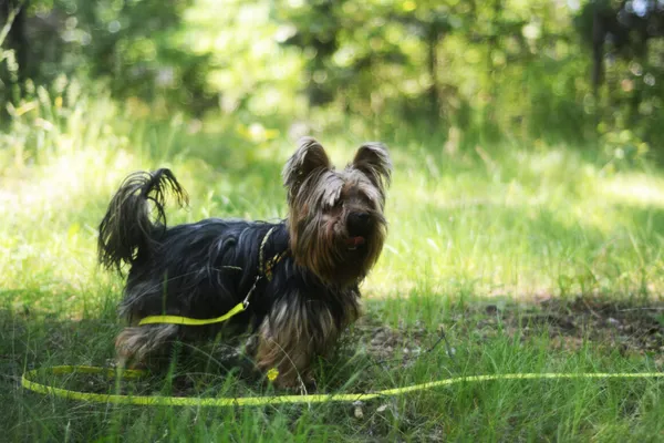 Pies do adopcji, Milanówek, 27 czerwca 2025 (5/5)