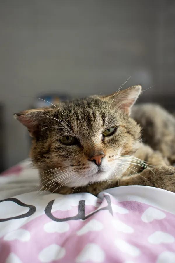 Znaleziono kota, Sosnowiec, 26 czerwca 2025 (4/5)