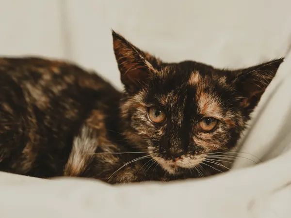 Znaleziono kota, Sosnowiec, 26 czerwca 2025 (2/5)