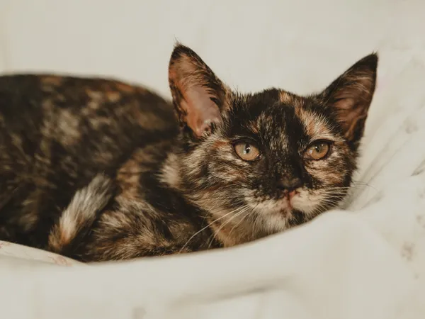 Znaleziono kota, Sosnowiec, 26 czerwca 2025 (3/5)