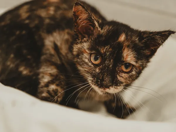 Znaleziono kota, Sosnowiec, 26 czerwca 2025 (5/5)