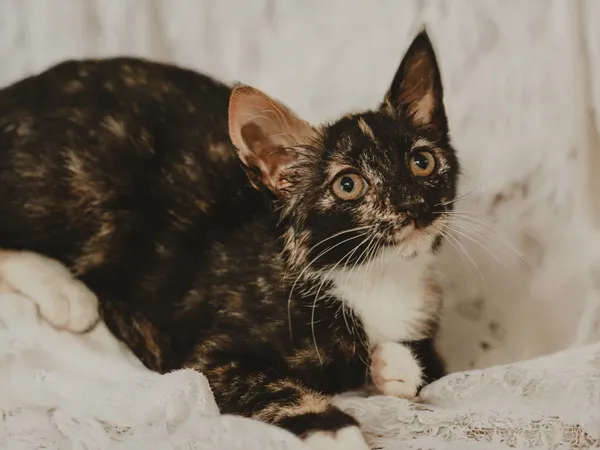 Znaleziono kota, Sosnowiec, 26 czerwca 2025 (4/4)