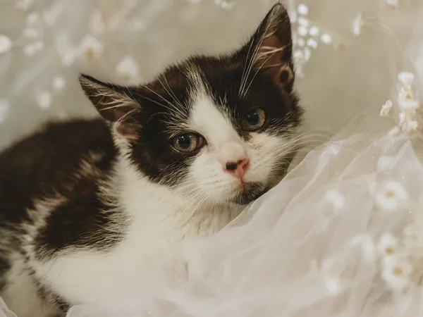 Znaleziono kota, Sosnowiec, 26 czerwca 2025 (4/4)