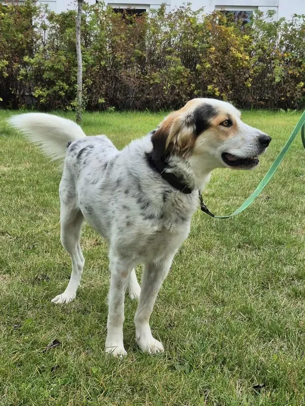 Znaleziono psa, Lublin, 10 sierpnia 2025