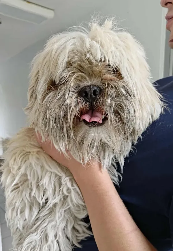 Znaleziono psa, Lublin, 27 czerwca 2025