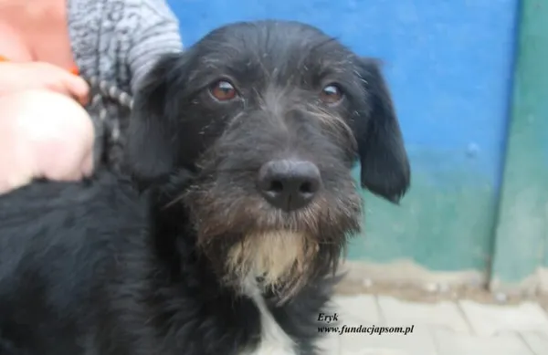 Pies do adopcji, Nowy Dwór Mazowiecki, 27 czerwca 2025 (1/4)