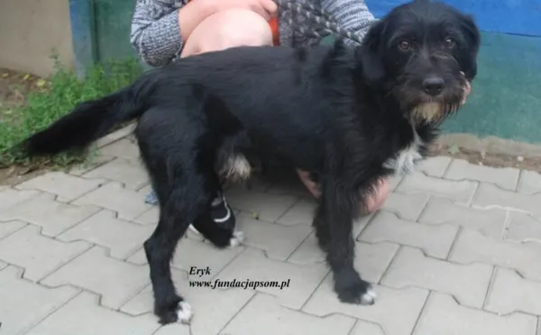 Pies do adopcji, Nowy Dwór Mazowiecki, 27 czerwca 2025 (4/4)