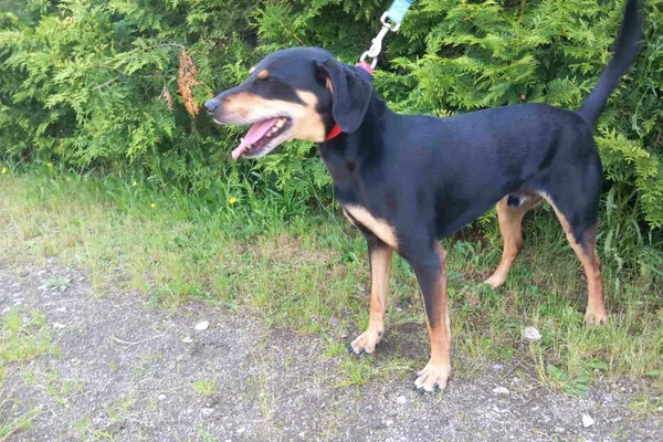 Znaleziono psa, Henrykowo, 13 czerwca 2025 (1/4)