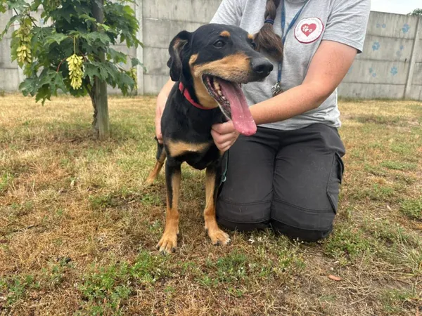 Znaleziono psa, Henrykowo, 13 czerwca 2025 (2/4)