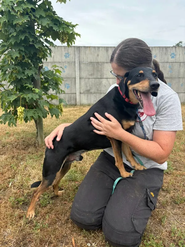 Znaleziono psa, Henrykowo, 13 czerwca 2025 (4/4)