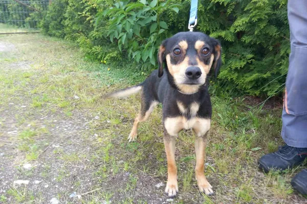 Znaleziono psa, Henrykowo, 8 czerwca 2025 (1/4)