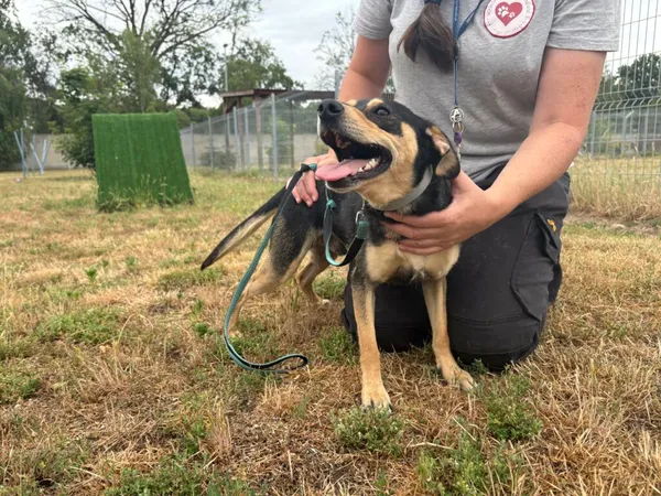 Znaleziono psa, Henrykowo, 8 czerwca 2025 (2/4)