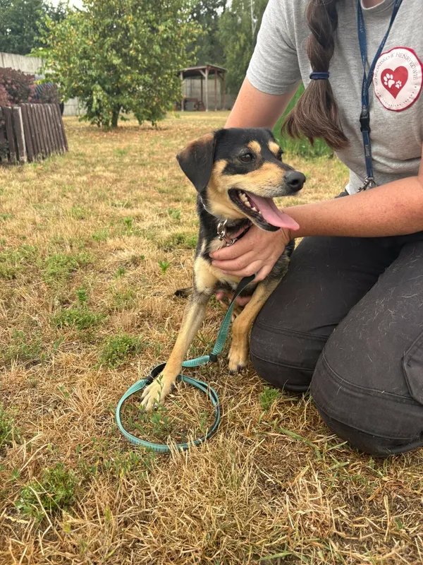 Znaleziono psa, Henrykowo, 8 czerwca 2025 (3/4)