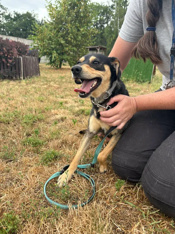 Znaleziono psa, Henrykowo, 8 czerwca 2025 (4/4)