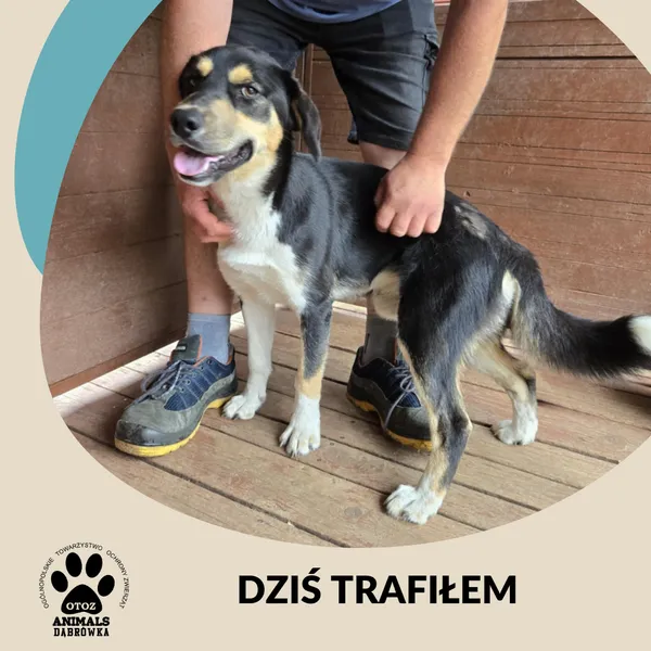 Znaleziono psa, Dąbrówka, 26 czerwca 2025