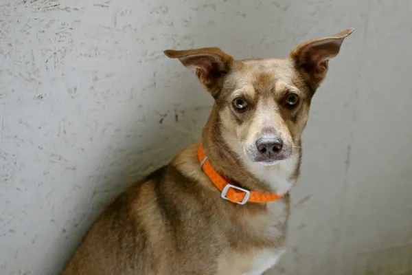 Znaleziono psa, Wałbrzych, 25 czerwca 2025 (1/2)