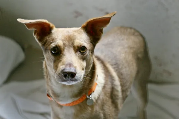 Znaleziono psa, Wałbrzych, 25 czerwca 2025 (2/2)