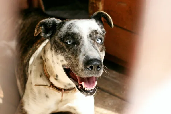 Znaleziono psa, Wałbrzych, 16 października 2025 (2/2)