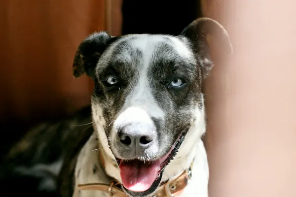 Znaleziono psa, Wałbrzych, 16 lutego 2026 (1/2)