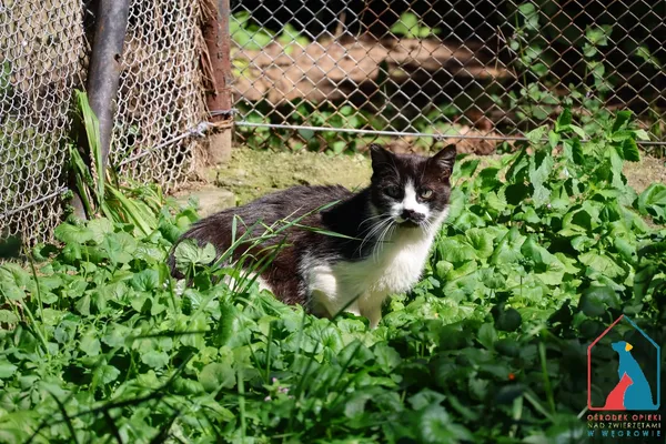 Kot do adopcji, Grudziądz, 7 czerwca 2025 (2/4)