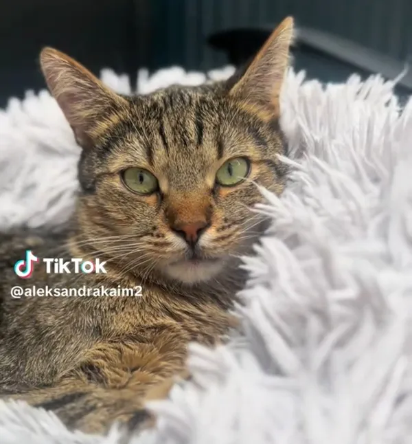 Kot do adopcji, Radom, 27 czerwca 2025