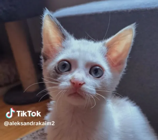 Kot do adopcji, Radom, 27 czerwca 2025