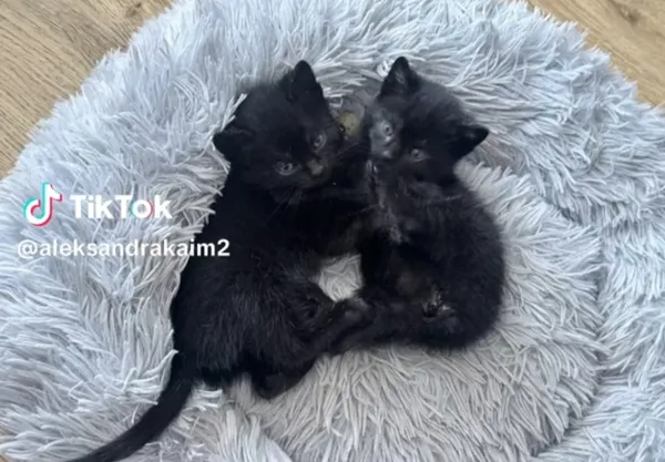 Kot do adopcji, Radom, 27 czerwca 2025