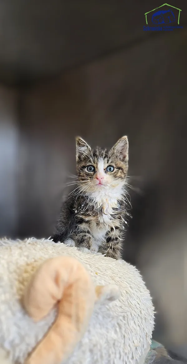 Znaleziono kota, Szczecin, 28 czerwca 2025 (1/3)