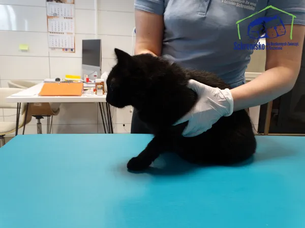 Znaleziono kota, Szczecin, 28 czerwca 2025 (4/5)