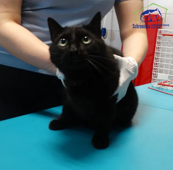 Znaleziono kota, Szczecin, 28 czerwca 2025 (5/5)