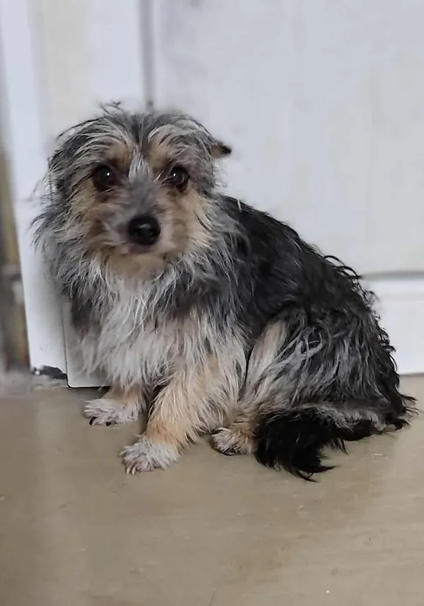 Znaleziono psa, Lublin, 27 czerwca 2025