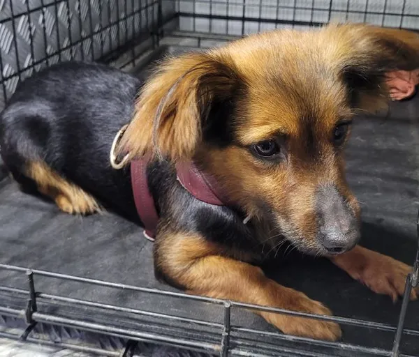 Znaleziono psa, Radom, 27 czerwca 2025