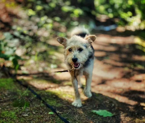 Pies do adopcji, Dłużyna Górna, 28 czerwca 2025 (1/5)