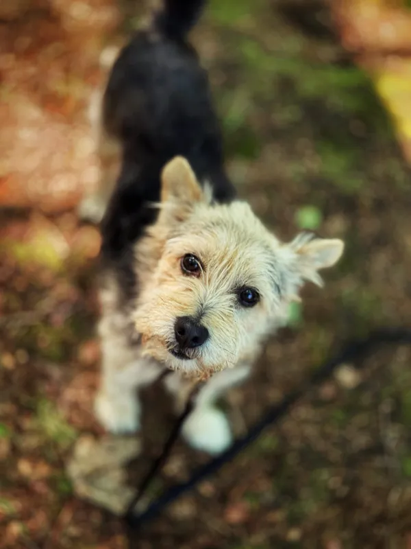 Pies do adopcji, Dłużyna Górna, 28 czerwca 2025 (3/5)