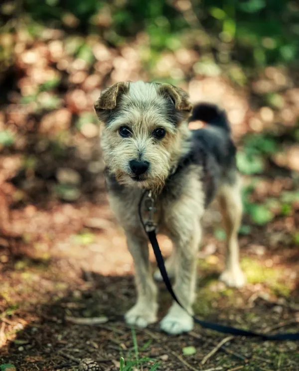 Pies do adopcji, Dłużyna Górna, 28 czerwca 2025 (4/5)