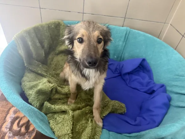 Pies do adopcji, Kraków, 26 czerwca 2025