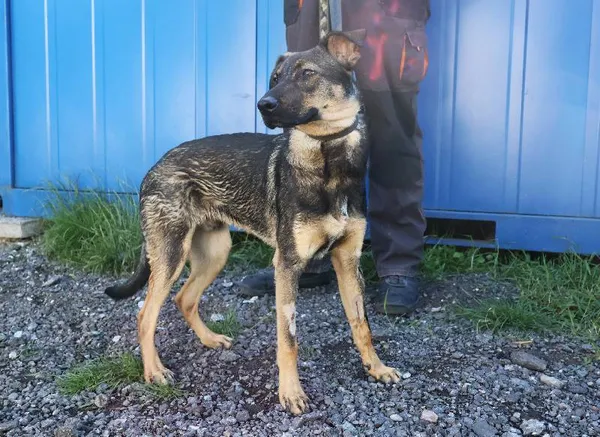 Znaleziono psa, Łódź, 28 czerwca 2025 (1/5)