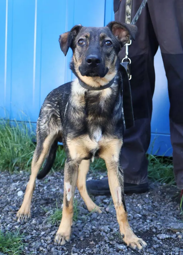 Znaleziono psa, Łódź, 28 czerwca 2025 (2/5)