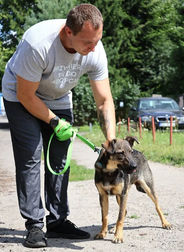 Znaleziono psa, Łódź, 28 czerwca 2025 (4/5)