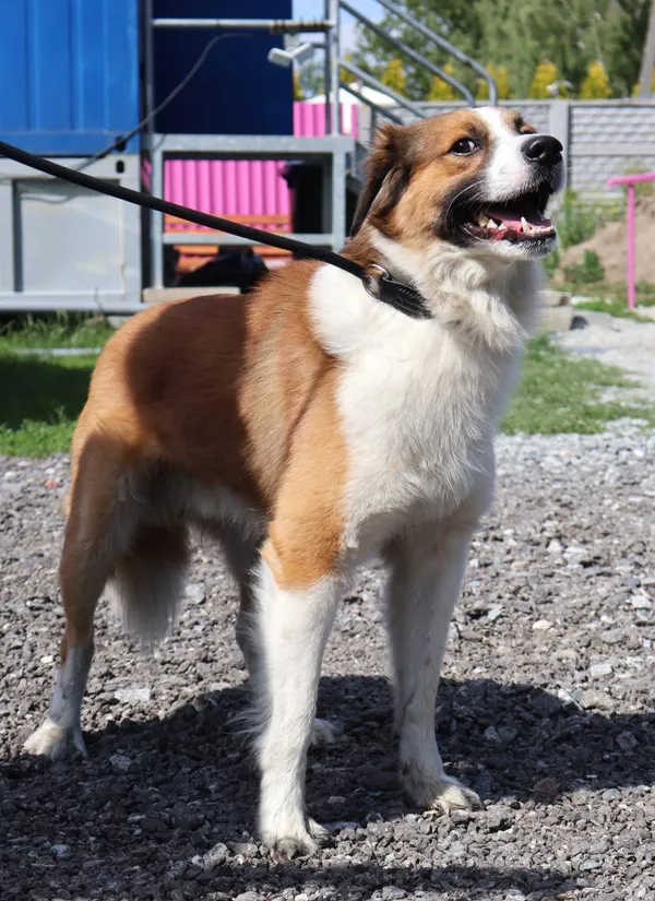 Znaleziono psa, Łódź, 28 czerwca 2025 (2/3)