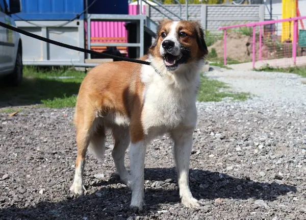 Znaleziono psa, Łódź, 28 czerwca 2025 (3/3)