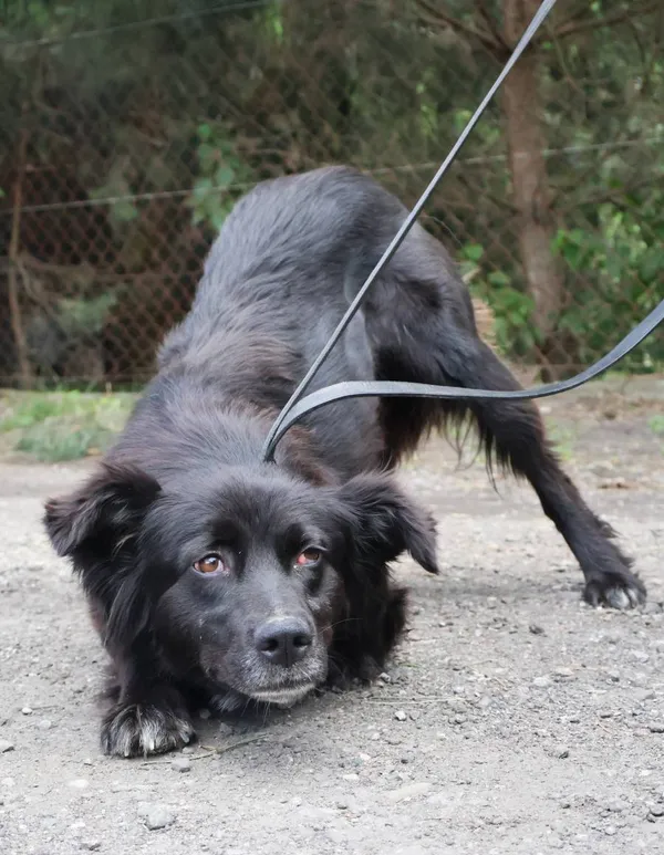 Znaleziono psa, Łódź, 28 czerwca 2025 (2/5)