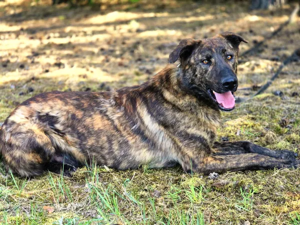 Oddam psa, Łódź, Stare Polesie, 29 czerwca 2025 (1/6)