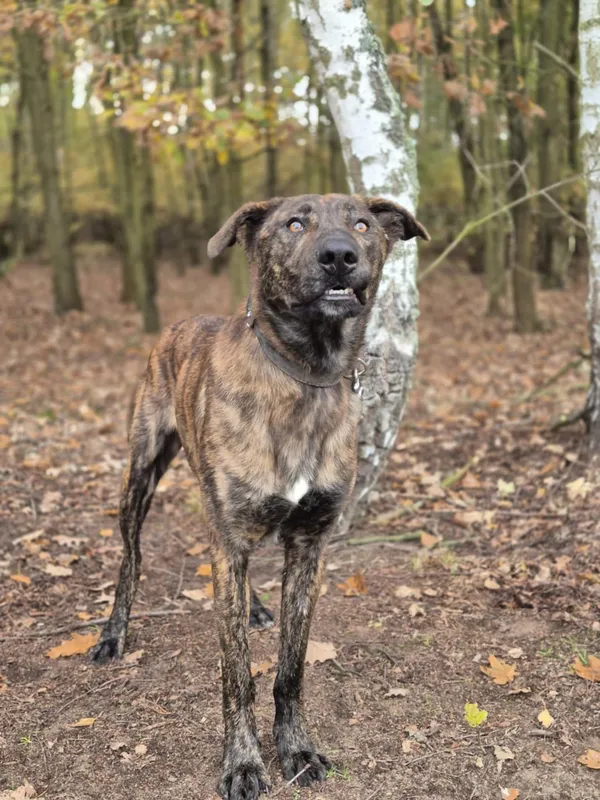 Oddam psa, Łódź, Stare Polesie, 29 czerwca 2025 (5/6)