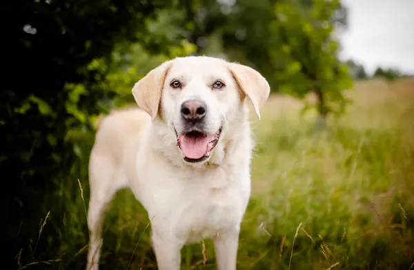 Oddam psa, Warszawa, Wierzbno, 29 czerwca 2025 (1/6)