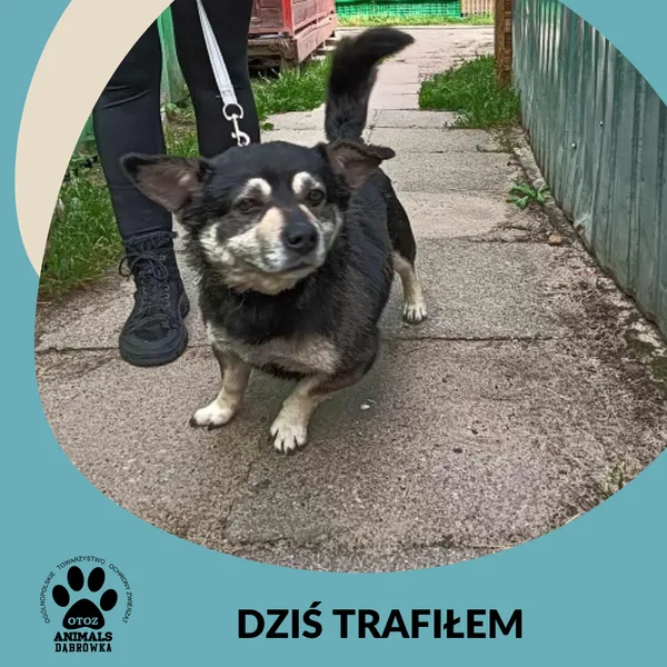 Znaleziono psa, Dąbrówka, 27 czerwca 2025