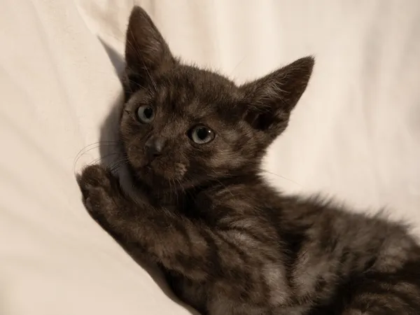 Znaleziono kota, Sosnowiec, 29 czerwca 2025 (3/5)