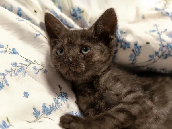 Znaleziono kota, Sosnowiec, 29 czerwca 2025 (4/5)