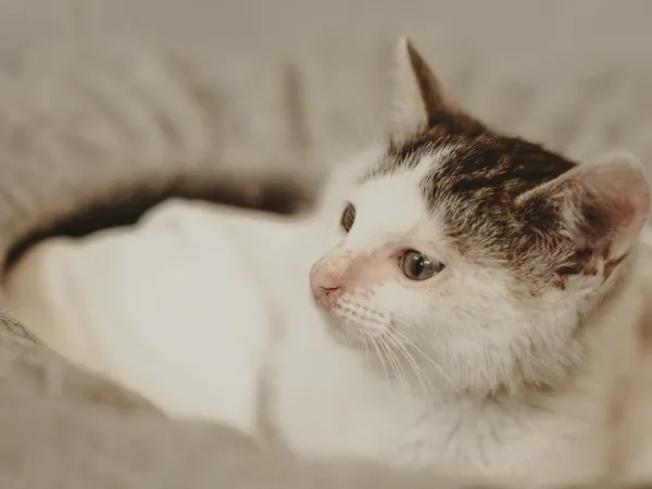 Znaleziono kota, Sosnowiec, 27 czerwca 2025 (2/5)